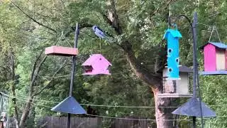 Cute Blue Jay screaming before he comes to grab a peanut from the bird feeder in my yard! 