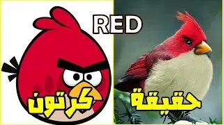 الشخصيات الحقيقة للطيور الغاضبة