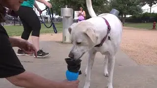 ASOTV: Aqua Dog