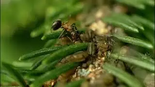 Ants #shorts #youtubeshorts #short #video #bible #ants #life #facts #science #god #insects #yt #sub
