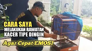Cara Saya Merawat Kacer Tipe Dingin Agar Cepat Emosi