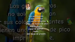Guacamayos ❤️ #cuidadoanimal #guacamayo #veterinary #cuidadoanimal