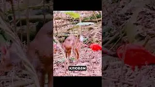 КРАСНЫЕ ИБИСЫ ДОСТАЮТ ЕДУ ИЗ ТРУДНОДОСТУПНЫХ МЕСТ! #ходырева #новости #newsveta  #viralshort