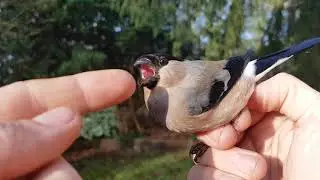 NaturN&oslash;rd 278. Fantastiske Farverige Fugle Ringm&aelig;rkes.