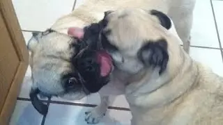 Pugs Lick Each Other