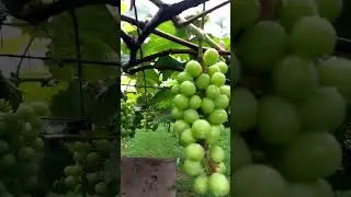grapes