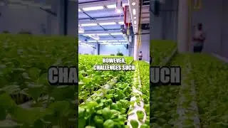Exploring the Allure of Hydroponic Watercress Cultivation