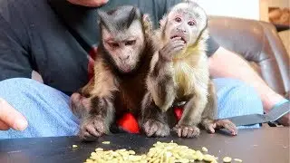 Baby Monkey Tries Pumpkin Seeds For The FIRST TIME!