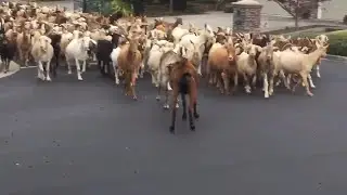 Firefighting goats break free and roam San Jose neighborhood