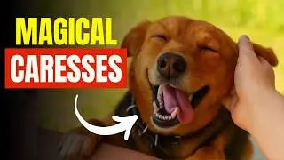 Are You Skipping Your Dog&rsquo;s FAVORITE Petting Spot?