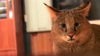 Jungle Cat (Felis chaus nilotica) папа Чаузи F1