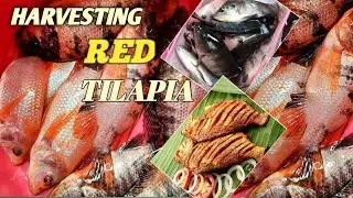 Harvesting Red Tilapia|Backyard tilapia pond