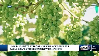 UNH researchers explore varieties of seedless table grapes to grow in New Hampshire