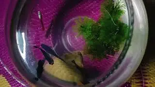 My fish collection fighter fish history don't miss the video 🐟🐟