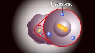 Barriers to infection The immune response Phagocytic Barriers.....