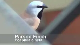 Parson Finch - Poephila cincta