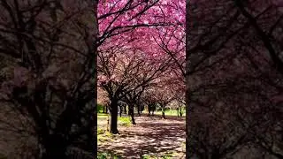 Beautiful pink flower trees❣️❣️#nature #trees #flowers #shorts like and subscribe &hearts;️👇