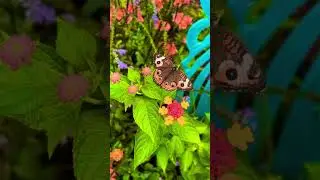 Incredible Butterfly Close-Up! 🌸 #Butterfly #shorts
