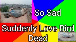 Why Lovebirds Die Suddenly || 12 Reasons with Easy Solution II Birds Life MNS🔥