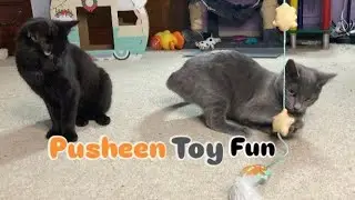New Pusheen toy #pusheen #kittensplaying #rochesterny #fosterkittenrescue #blackcat #graycat 