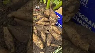 Củ S&acirc;m Đất vườn của Mười 🇨🇦 video 292 thu hoạch 1 c&acirc;y th&ocirc;i m&agrave; rất nhiều củ (Earth Ginseng Root )