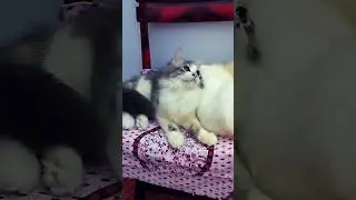 Angel bassa ar Cloud bassa 2 ta kolija#cat #video #videoshort #cute #viralvideo #trendingshorts #tik