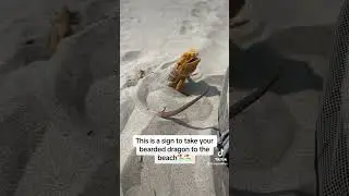 Beach day for the bearded dragons #reptiles #beardeddragon #lizard #pets #animals