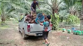 ke ladang gumpur buah sawit..