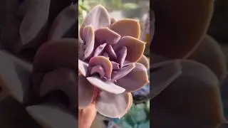 Echeveria VALKYRIE TRUMPET #shorts #succulents#pink