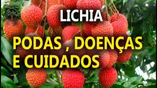 Lichia que não Produz, Entenda as Doenças e Cuidados com Sergio Semerdjian