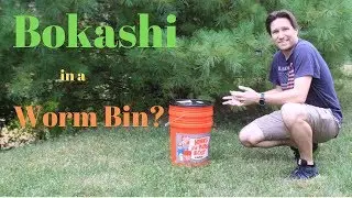 Добавляете ли вы компостный материал Бокаши в контейнер для червей? (13.10.2019)