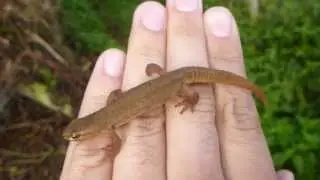 Female SMOOTH NEWT (COMMON NEWT) (Lissotriton vulgaris) at Piccotts End Pools, 18/09/13