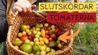 Mogna och gröna tomater. Nu är det dags att klippa ner tomaterna i växthuset. Bladmögel?