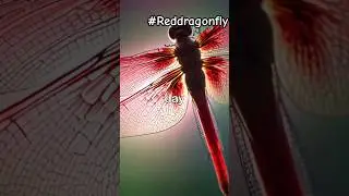 Have You Seen Red Dragonfly? #facts #dragonfly #fly #bug #wildlife #nature #reddragonfly