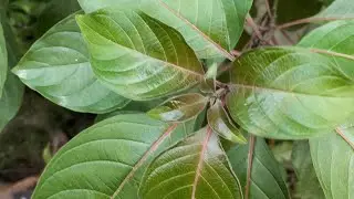 Hamelia Patens Care And Propagation Tips/Fire Bush Plant ki Care Kasay Krain