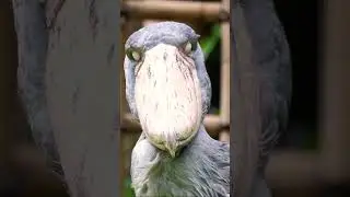 Shoebill  have Eyeconic