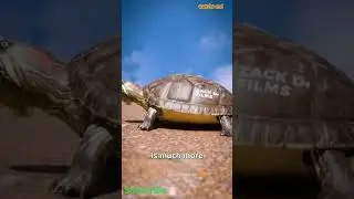 The Turtle Take Off Their Shell 😨 #shorts #trending