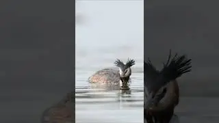Voice of Great Crested Grebe // Голос чомги #birds #wildlife #grebe