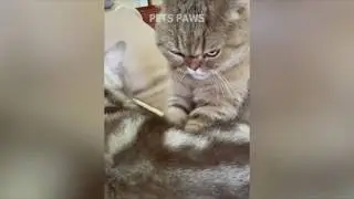 Evil cats, but they appear cute