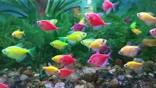 The Ultimate Fish Tank Care Guide