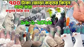৭০০ জোরা পাল্লা করা গিরিবাজ কবুতর কিনুন। ছাড়াছাড়ি লাইনের গিরিবাজ, পাংখি কবুতর, বেজি কবুতর, আমিনুর 