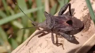 The Coreidae