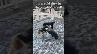 It's a cold day in the neighborhood but the pack is ready for their morning routine! 🐶