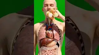 هل تعلم مايحدث للجسم عند تناول البصل #Onion : benefit & side effects  #viralvideo  #health