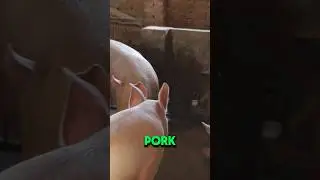 Pork 🥓 Is KILLING Your Health! 👀 #nutrition #diet #health #gym #fitness #athlete #carnivore