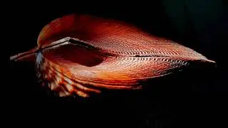 Zen&eacute;s Vide&oacute;