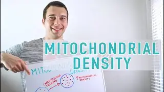 Mitochondrial Density Explained