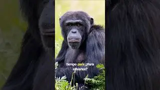 Bonobos: &iexcl;Los simios pac&iacute;ficos que no conoc&iacute;as!