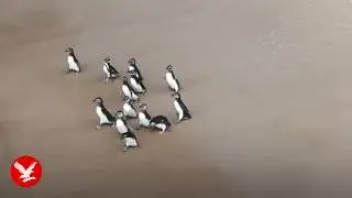 Exhausted penguins returned to wild following treatment for hypothermia