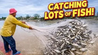 A cast net fishing traditional trap in the village #shorts
